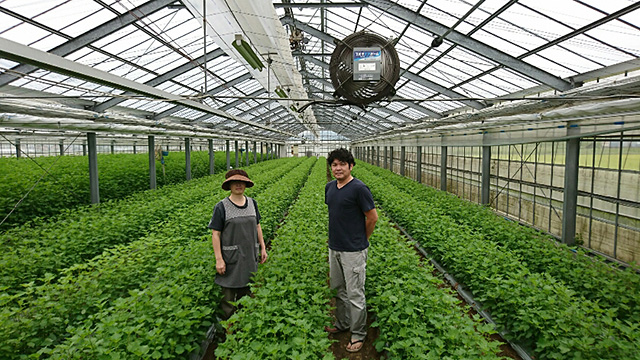 曽田 俊之：大葉 - あいちそだち