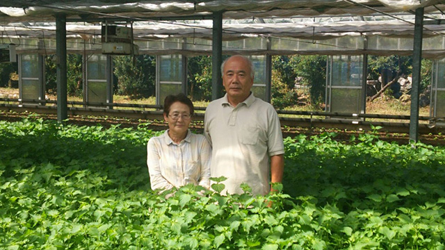 伊藤温室園芸：大葉 - あいちそだち