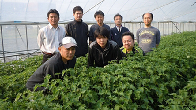 大葉部会：大葉 - あいちそだち