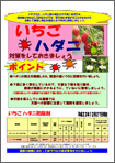 いちごハダニ対策をしておきましょう