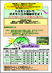 ハスモンヨトウ、オオタバコガ増殖中です!