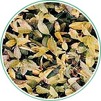 茶：摘採面の茶葉が黄化