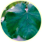 ブドウ：葉脈間に淡黄緑色の斑点が発生し、その後葉脈のみ緑色が残る