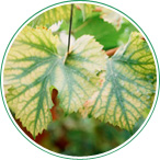 ブドウ：下葉や果実付近の葉がモザイク状に葉脈間が黄化し早期に落葉する（重度の症状）