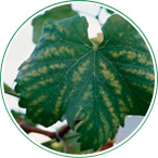 ブドウ：下葉や果実付近の葉がモザイク状に葉脈間が黄化し早期に落葉する（軽度な症状）