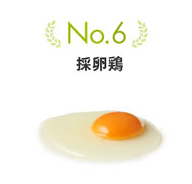 No.6 採卵鶏