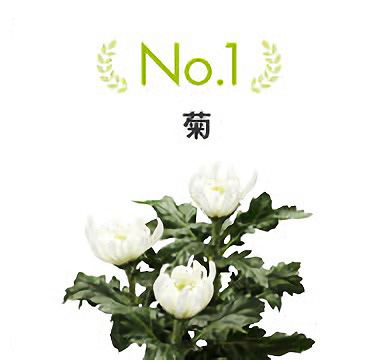 No.1 菊
