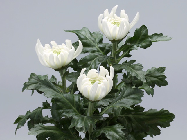 菊