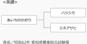 あいちのかおり　系譜