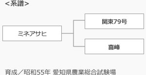 ミネアサヒ　系譜